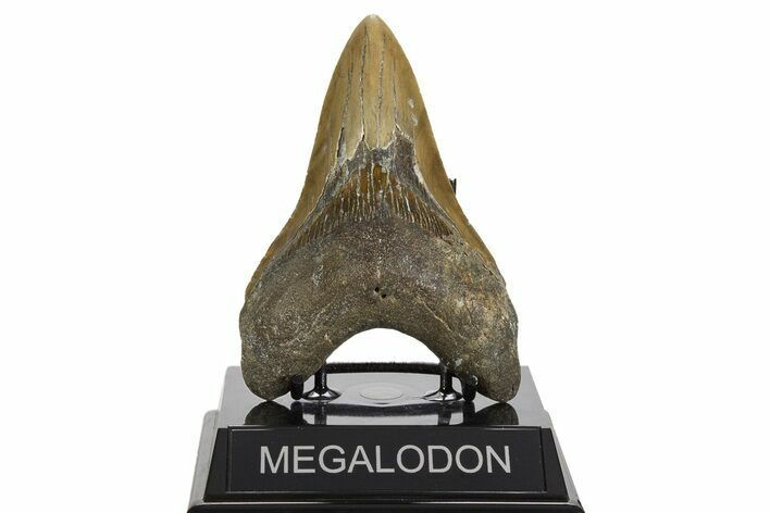 Serrated, Fossil Megalodon Tooth - North Carolina #338600